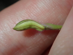 Caladenia picta