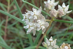 Asclepias cucullata