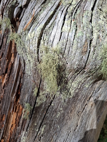 Bristly Beard Lichen