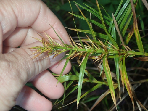 Dulichium arundinaceum, photograph 3