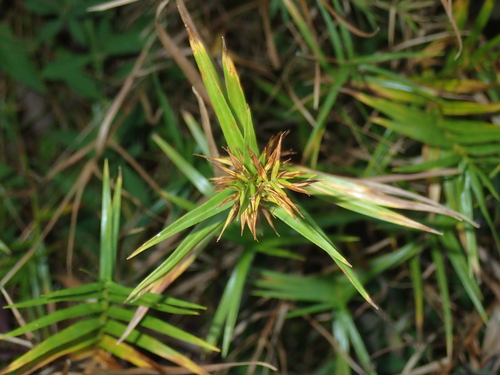 Dulichium arundinaceum, photograph 4