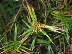 Dulichium arundinaceum, photograph (c) John Baur, some rights reserved (CC BY)