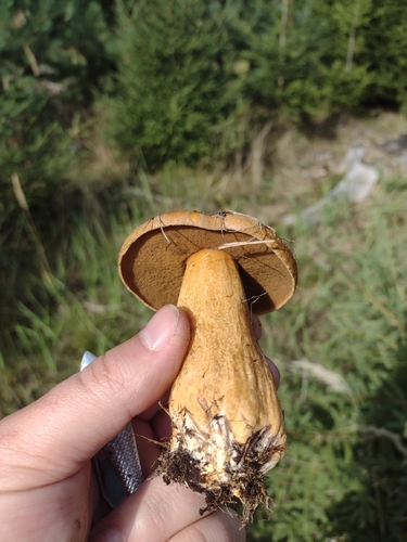 Velvet Bolete