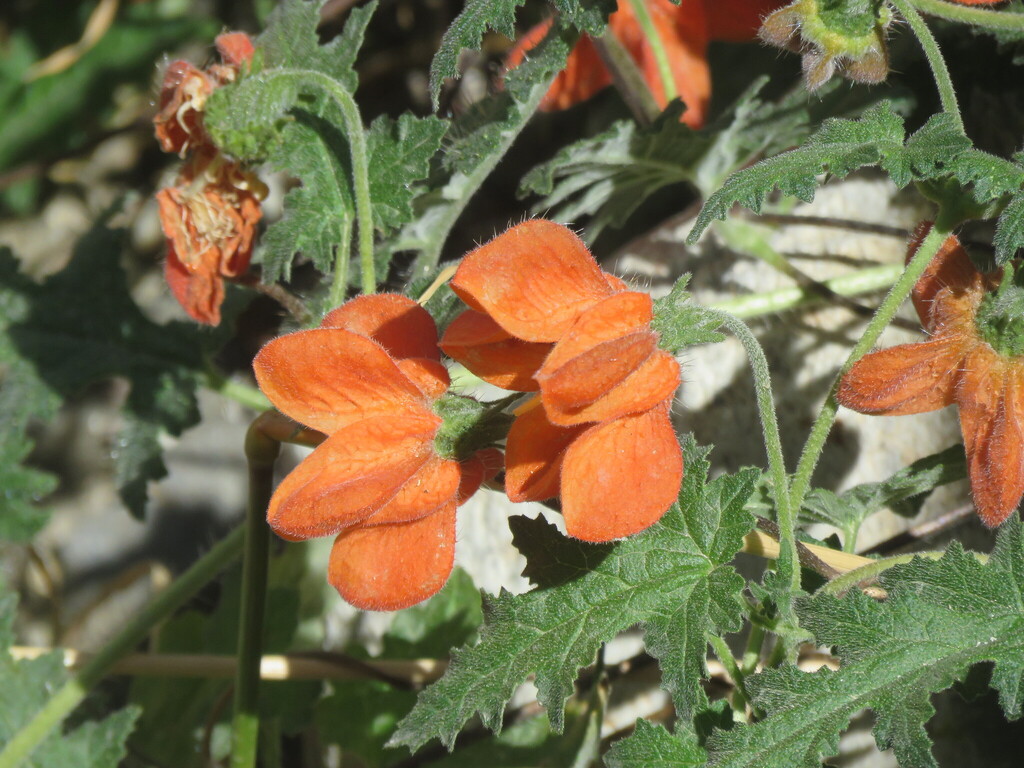 Caiophora cirsiifolia; photograph (c) Lizet Mayli Mejía Penadillo, some rights reserved (CC BY-SA)