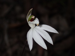 Caladenia picta