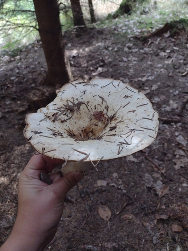 Fleecy Milkcap