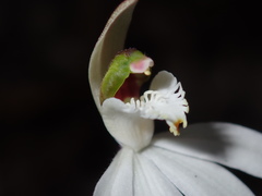 Caladenia picta