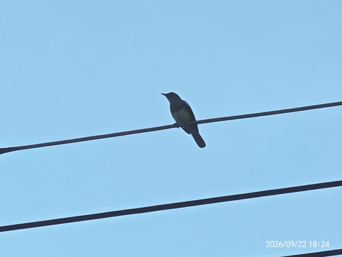 Oriental Magpie-Robin