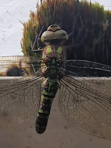 Southern Hawker