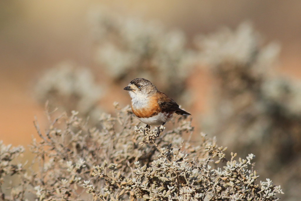 Chestnut-breasted Whiteface photo
