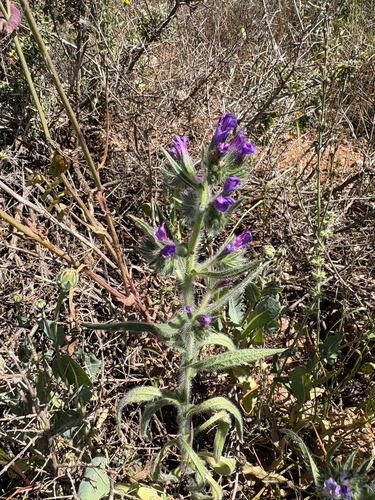 purple viper's-bugloss