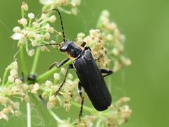 Cantharis paradoxa