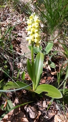 Orchis pallens