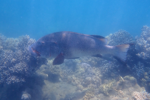 Plectorhinchus albovittatus observed 2026-09-08