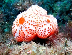 Aplidium elegans