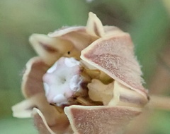 Asclepias cucullata