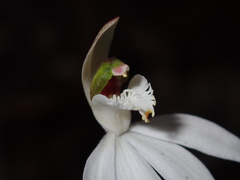 Caladenia picta