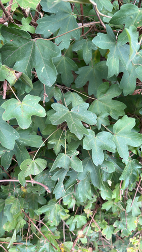 field maple