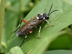 Macrophya punctumalbum