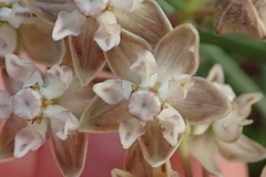 Asclepias cucullata