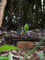 Pitta moluccensis