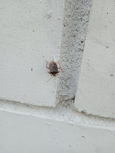 Forest Bug
