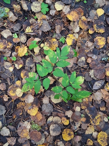 Wild Angelica