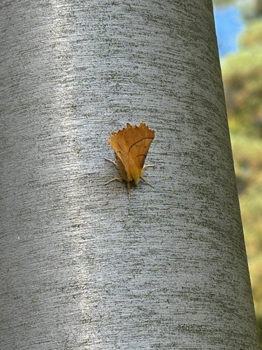Canary-shouldered Thorn