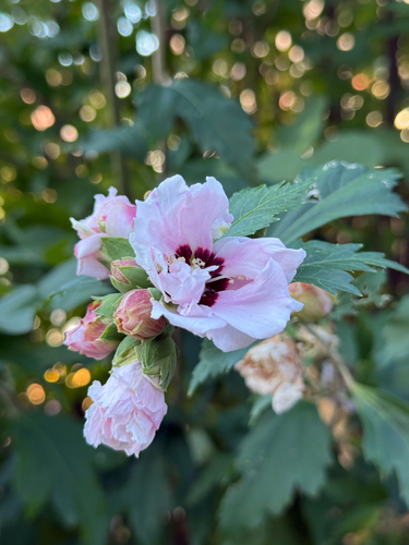 common hibiscus