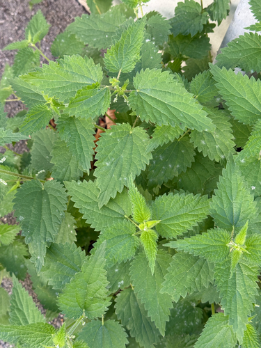 great stinging nettle