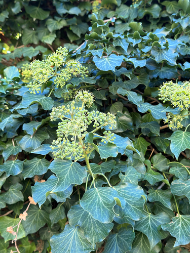 common ivy