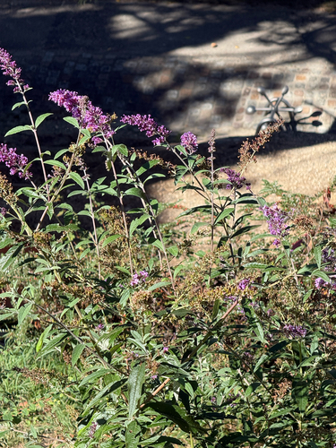Butterfly bush