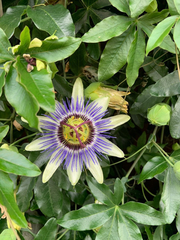 Passiflora caerulea