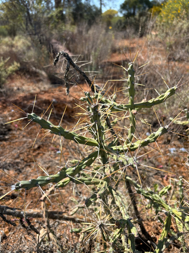 Candle Cholla