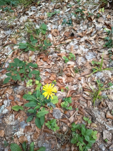 Wall hawkweed