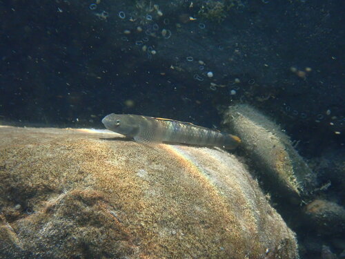 Stiphodon observed 2026-09-19