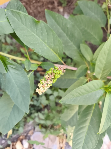 American pokeweed