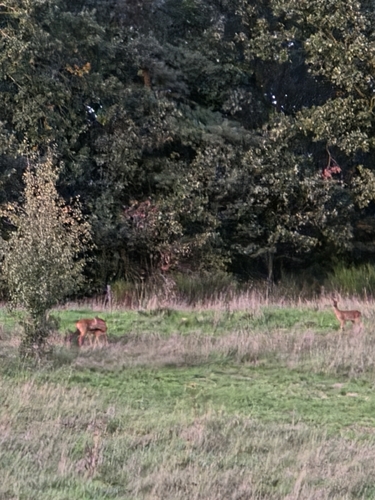 Western Roe Deer