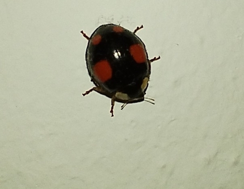 Asian Lady Beetle