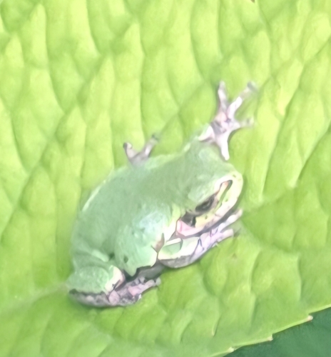 Gray Treefrog
