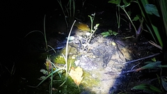 Lithobates catesbeianus