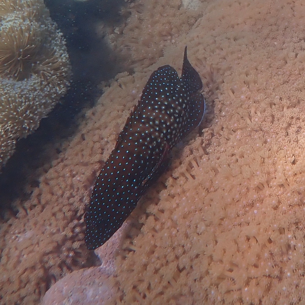 Bluespot Cod