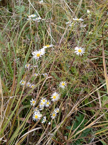 annual fleabane