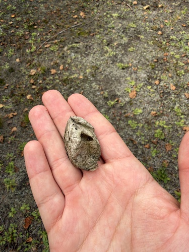Polyphemus Moth