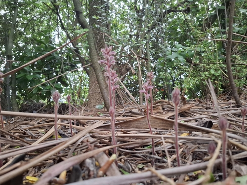 Orobanche minor, photograph 4