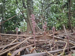 Orobanche minor, photograph (c) Sean T, some rights reserved (CC BY)