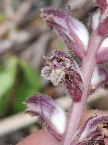 Orobanche minor, photograph 5