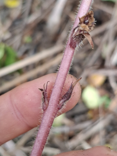 Orobanche minor, photograph 6