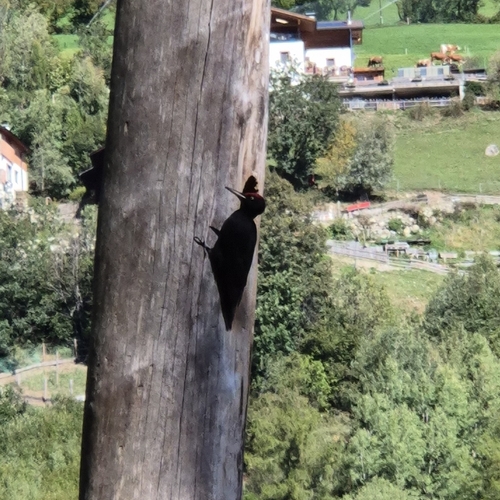 Black Woodpecker