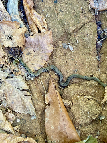 Barred Grass Snake